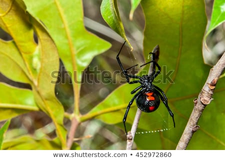 Stok fotoğraf: Spider Summer