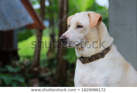 Foto stock: Funny Safari Hunter Against Background