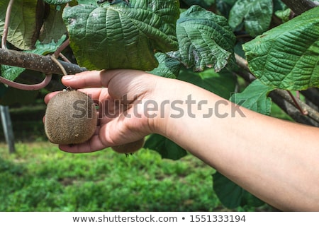 [[stock_photo]]: Kiwi Plant