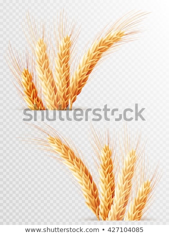 Zdjęcia stock: Two Wheat Ears Isolated Eps 10