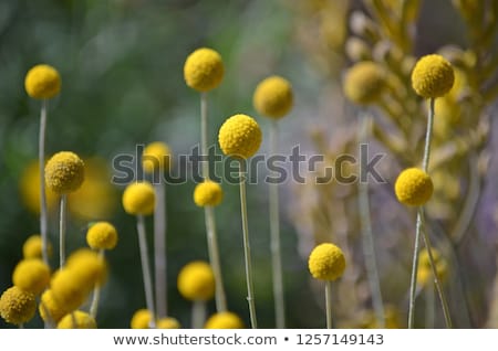 Stok fotoğraf: Australian Spring Wildflowers Yellow Billy Buttons