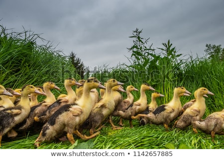 Сток-фото: Group Of Young Yellow Ducks Breeding In A Near Tall Grass