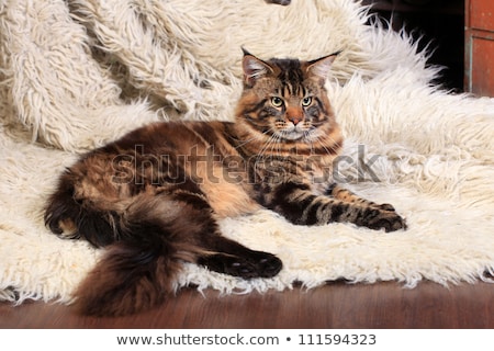 Stockfoto: Beautiful Black Brown Tabby With White Maine Coon Cat Kitten