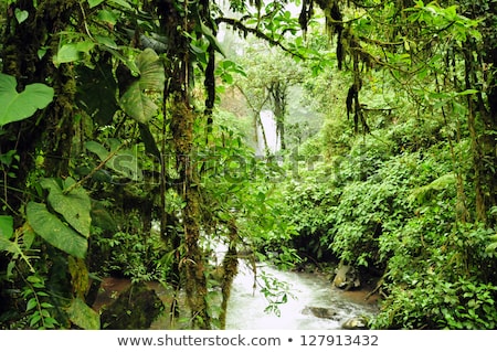 Foto stock: Dense Forest Waterfall