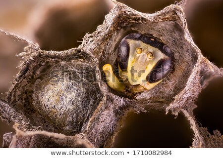 Stock photo: Bee Sleeping