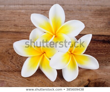 Stockfoto: Frangipani Plumeria Templetree