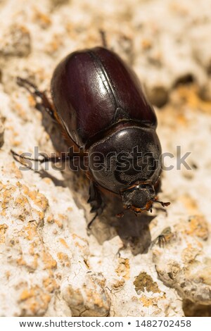 Foto stock: Female Rhinoceros Beetle