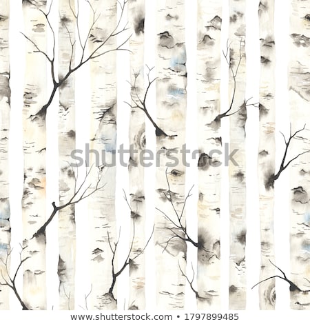 Foto stock: Birch Trees