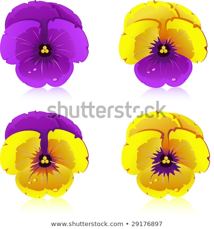 Set Of Motley Pansy Flowers ストックフォト © jara3000