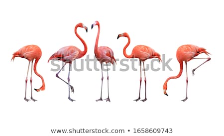 Foto stock: Pink Flamingos