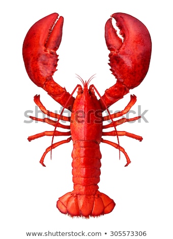Stok fotoğraf: Lobster Isolated