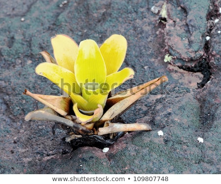 Zdjęcia stock: A Very Rare Endemic Plants On The Plateau Of Roraima - Venezuela