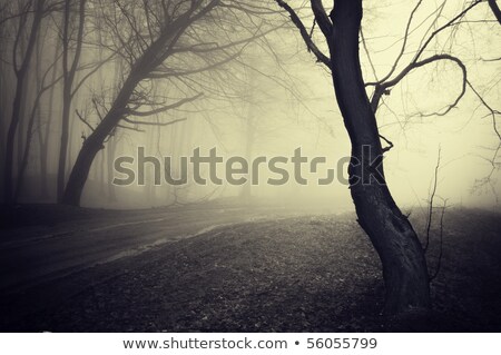Foto stock: Oto · de · aspecto · antiguo · de · un · camino · a · través · de · un · bosque · con · niebla · por · la · mañana
