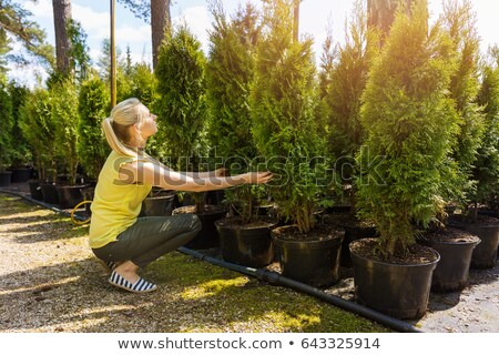 Stock fotó: Conifer Plants In Pots At Outdoor Tree Nursery