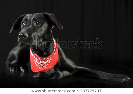 Stock fotó: Mixed Breed Black Dog In Red Scarf Lying In A Dark Photostudio