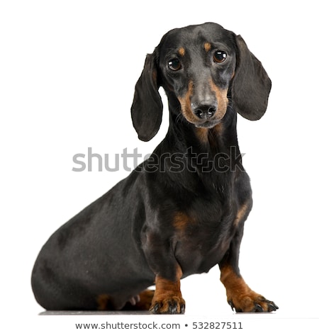 Imagine de stoc: Short Hair Dachshund Portrait In A White Studio