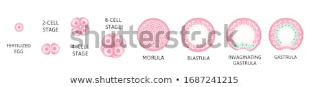 Stockfoto: Blastocyst Implantation