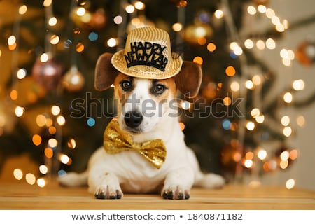 Stockfoto: Happy New Year Dog Celberation