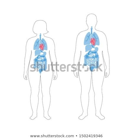 ストックフォト: Human Anatomy Diagram With Girl And Intestines