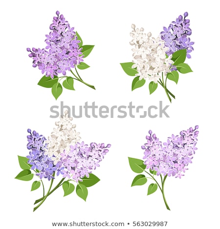 ストックフォト: Vector Branch Of Lilac