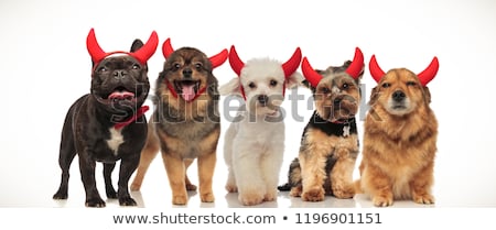 Stockfoto: Collage Image Of Many Cute Dogs Wearing Devil Horns