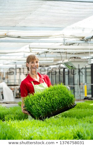 Stok fotoğraf: Woman Showing Wheatgrass In Market Garden