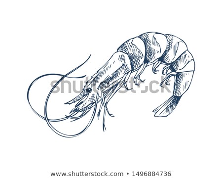 [[stock_photo]]: Small Aquatic Creature Shrimp Monochrome Depiction