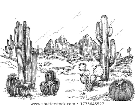 Stockfoto: Cactus Succulents In The Ground In The Park