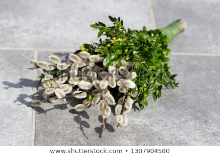 Foto d'archivio: Pussy Willow Branches On Stone Background