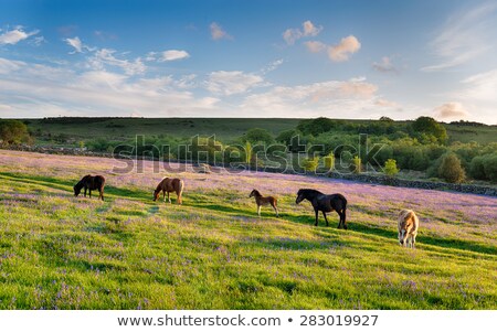 Foto stock: Dartmoor Pony