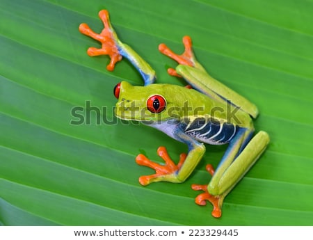 Stockfoto: Red Eyed Green Tree Frog Agalychnis Callidryas From Costa Rica