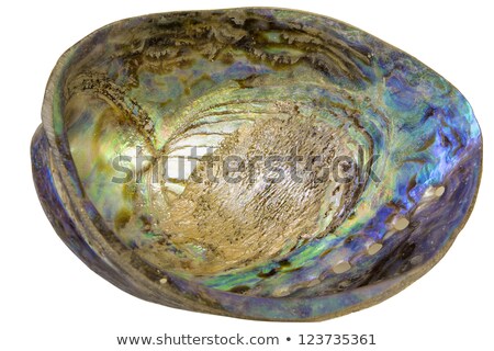 Foto d'archivio: Paua Abalone Shell Inside Closeup