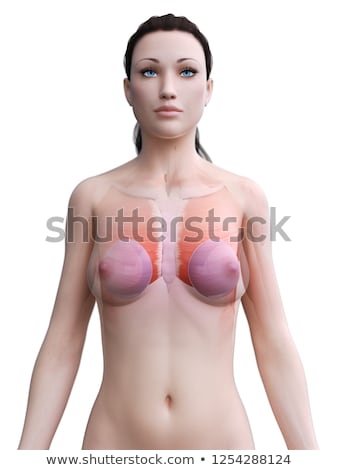 Foto d'archivio: 3d Rendered Illustration - Breast Muscle