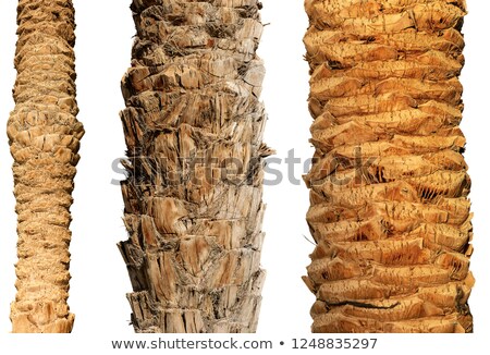 Imagine de stoc: Bark Of Palm Tree Wood Textured Background