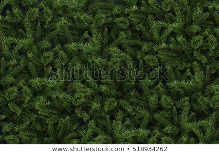 Сток-фото: Evergreen Tree Branch Backdrop