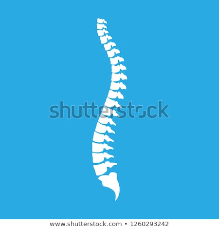 Foto stock: Human Spinal Column