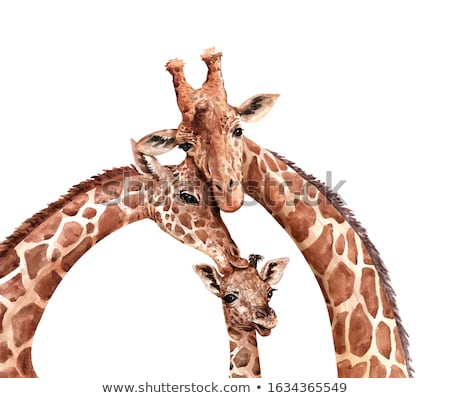 Foto stock: Giraffe In Love