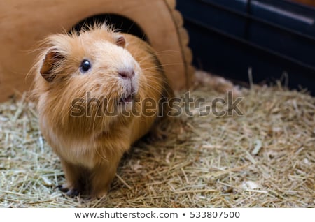 Stock fotó: Guinea Pig Eating