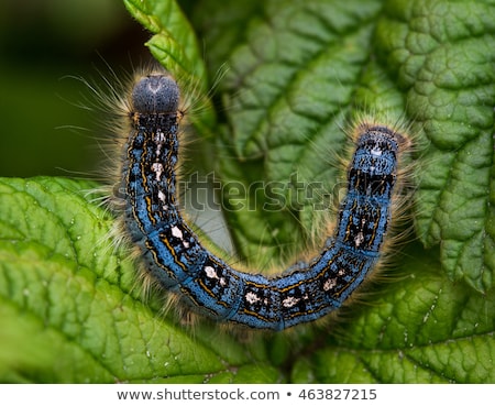 Foto stock: Tent Caterpillar