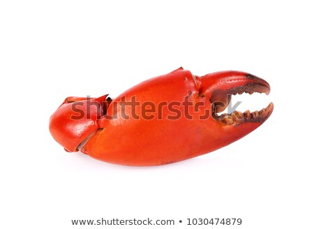 Сток-фото: Crabs Claw Isolated