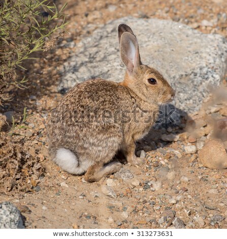 Desert Cottontail Sylvilagus Audubonii Rabbit On The Alert Foto stock © yhelfman