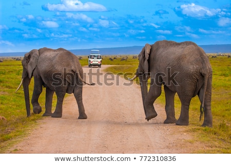 Stock photo: Elephantt Crossing Dirt Roadi In Amboseli Kenya