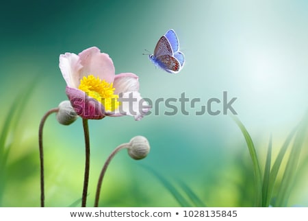 Stock foto: Beautiful Butterfly On A Flower
