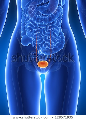 Stock fotó: 3d Rendering Medical Illustration Of The Human Bladder