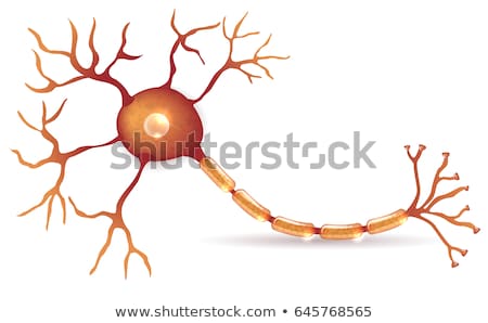 Foto stock: Neuron Nerve Cell Anatomy
