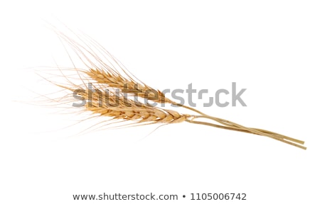 Сток-фото: Ripe Barley Ears In Field