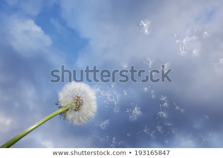 Stockfoto: Gone With The Wind