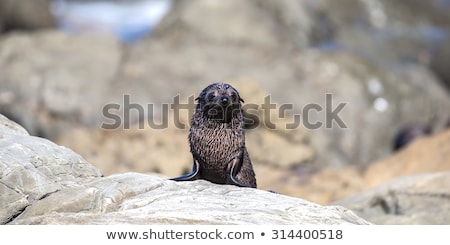 Stock foto: New Zealand Fur Seal Arctocephalus Forsteri