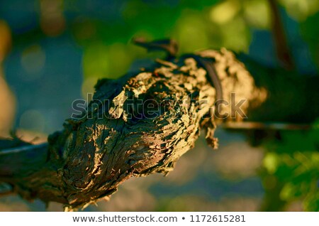 Stock photo: Sunny Grapevine Plants