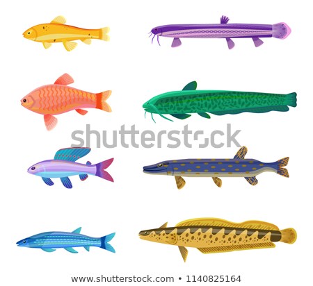 Foto stock: Red Zebra And Jewel Cichlid Vector Illustration